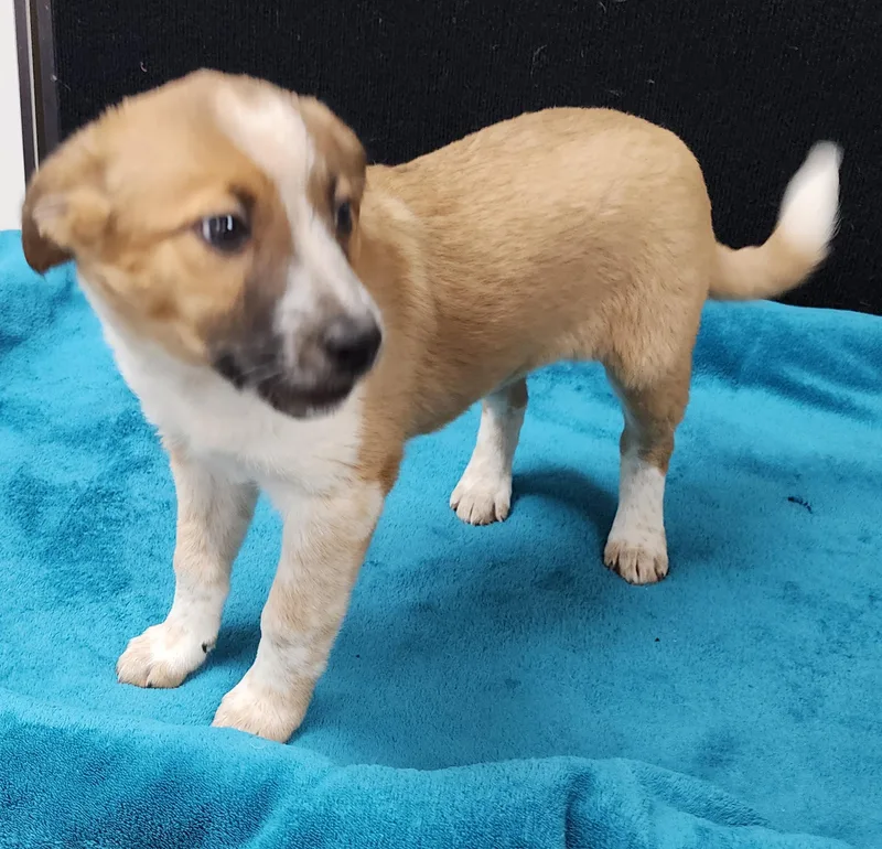 Pinkie Pie thumbnail 6