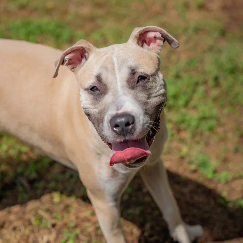 A young medium-sized female Terrier dog named Marley for adoption in Gainesville, GA