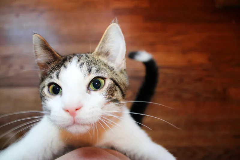 Tippy thumbnail 3