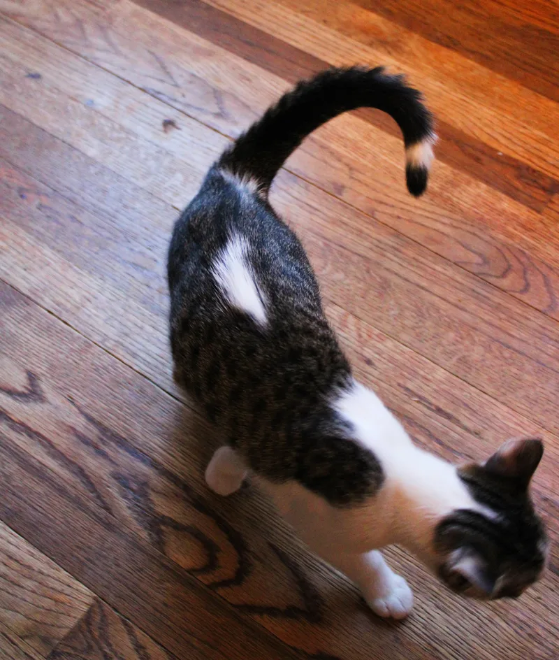 Tippy thumbnail 6