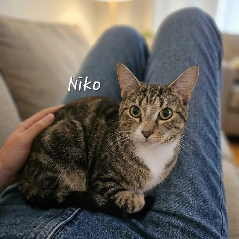 A young large-sized male Domestic Short Hair cat named Niko professionalsnuggler for adoption in Houston, TX