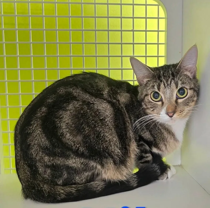 Niko professionalsnuggler thumbnail 3
