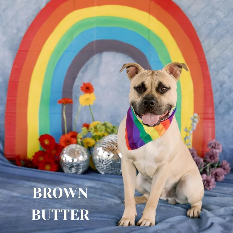 A young medium-sized male Golden Pit Bull Terrier dog named Brown Butter for adoption in Philadelphia, PA