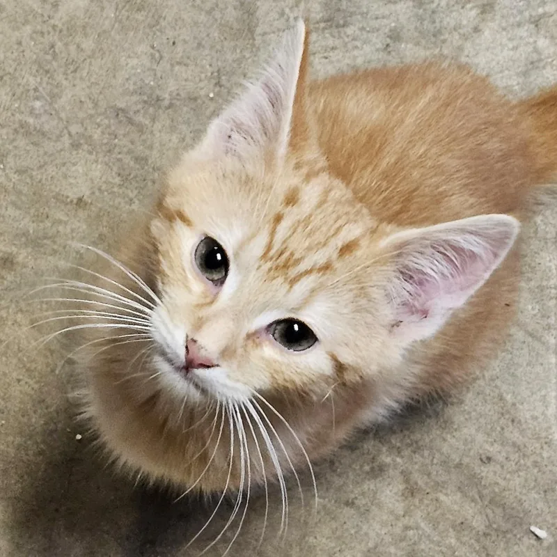 A baby medium-sized male Orange & White Tabby cat named Miller for adoption in Smithfield, NC