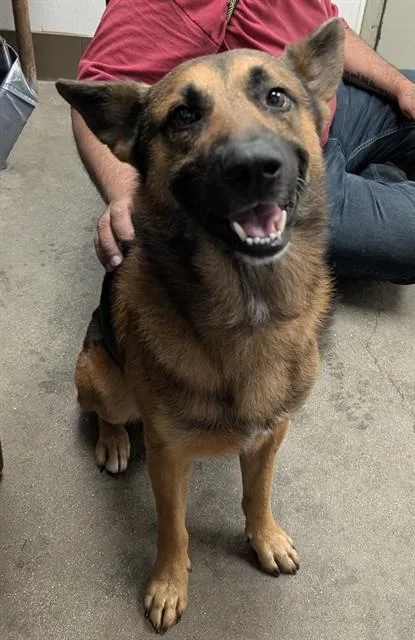 An adult large-sized male German Shepherd Dog dog named Bertrand for adoption in Tucson, AZ