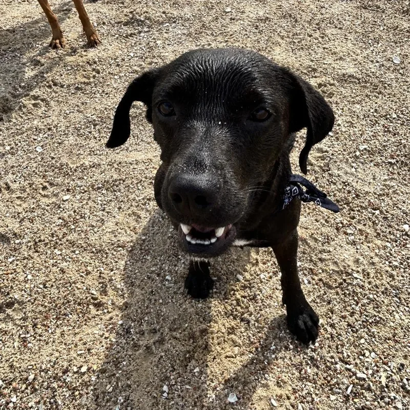 Nyxie thumbnail 5