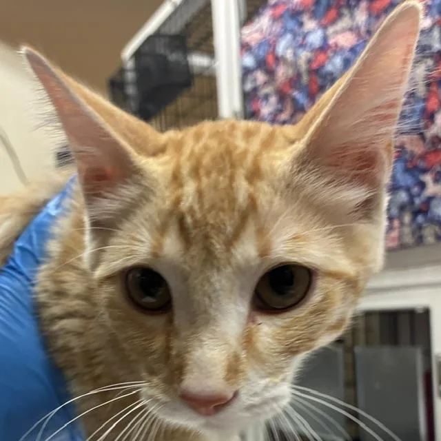 A baby small-sized male Domestic Short Hair cat named Tofu for adoption in Santa Fe, NM