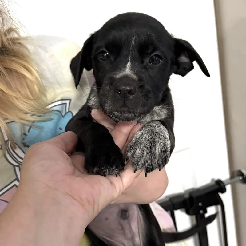 A baby small-sized male Yellow / Tan / Blond / Fawn Mixed Breed dog named Beanie for adoption in Rockville, MD