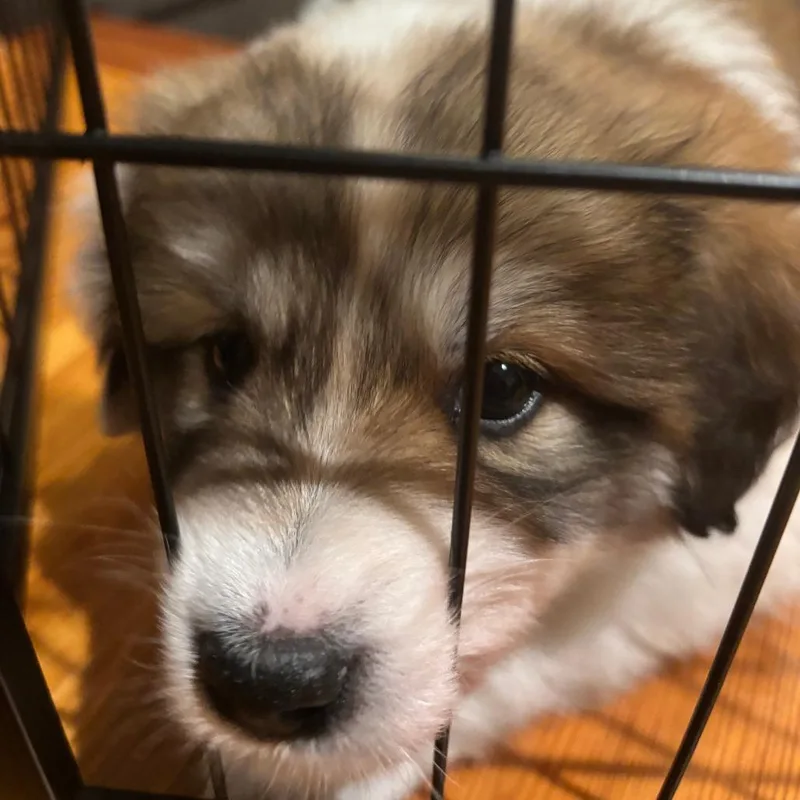 A baby medium-sized female White / Cream Mixed Breed dog named Sophia for adoption in Durham, NC