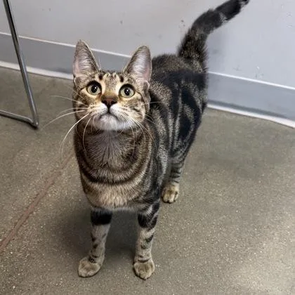 A young small-sized female Domestic Short Hair cat named Damsel for adoption in Janesville, WI