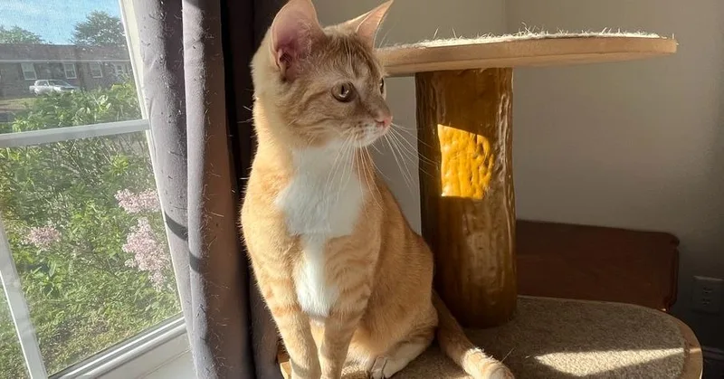 Clementine thumbnail 2