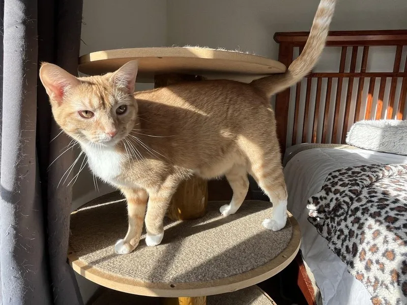 Clementine thumbnail 3