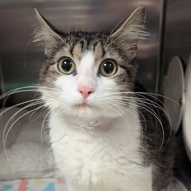 A young small-sized female Domestic Short Hair cat named Cher for adoption in Olivette, MO