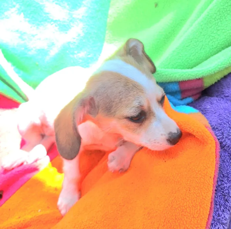 A baby small-sized female White / Cream Dachshund dog named Kandra BRT for adoption in Missouri City, TX