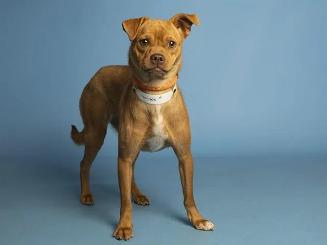 A young medium-sized female Chihuahua dog named Daisy for adoption in Phoenix, AZ