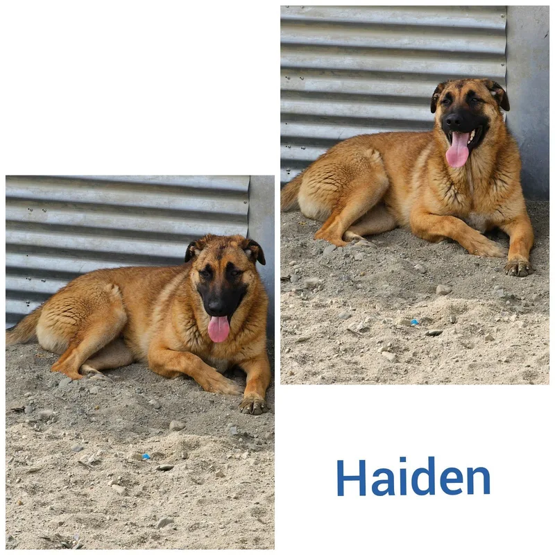Haiden