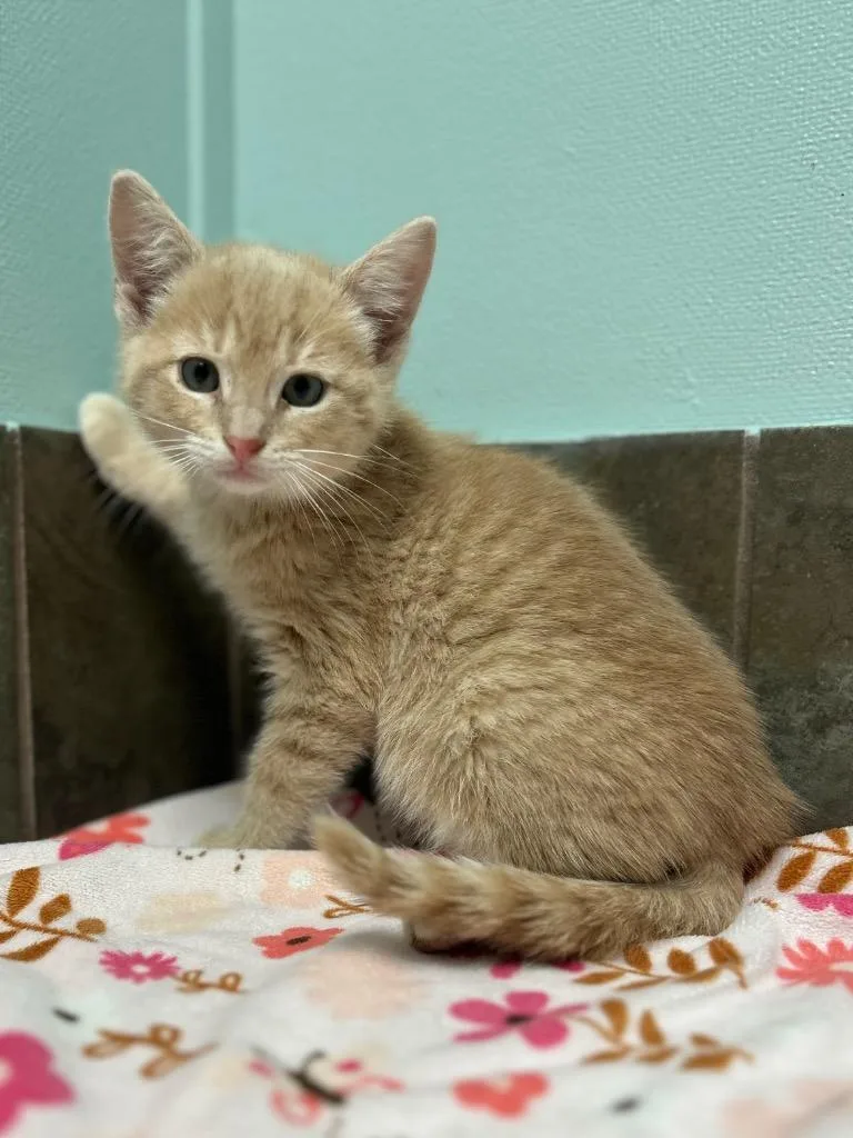 A baby small-sized male Tabby (Buff / Tan / Fawn) Domestic Short Hair cat named California for adoption in Columbus, NE