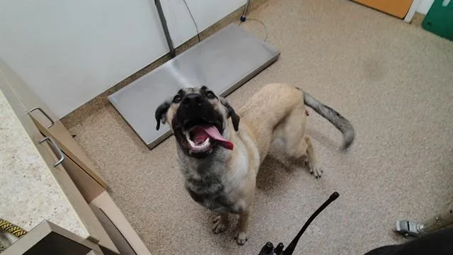 A young large-sized female Anatolian Shepherd dog named Sweetie for adoption in Albuquerque, NM