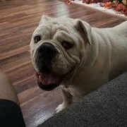 An adult large-sized male White / Cream English Bulldog dog named Archie for adoption in Tyler, TX