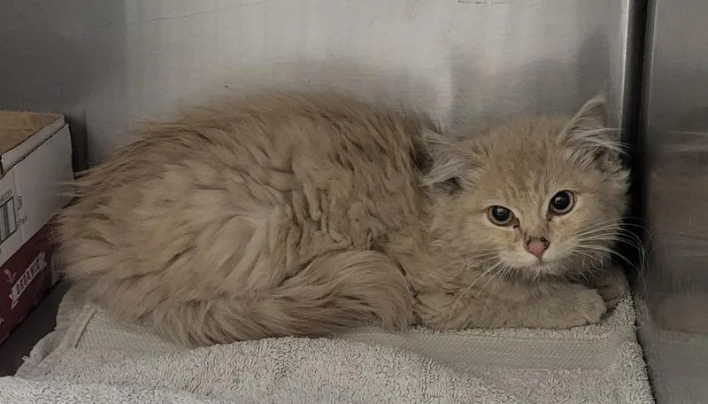 A baby small-sized female Domestic Long Hair cat named Autumn for adoption in Heber City, UT