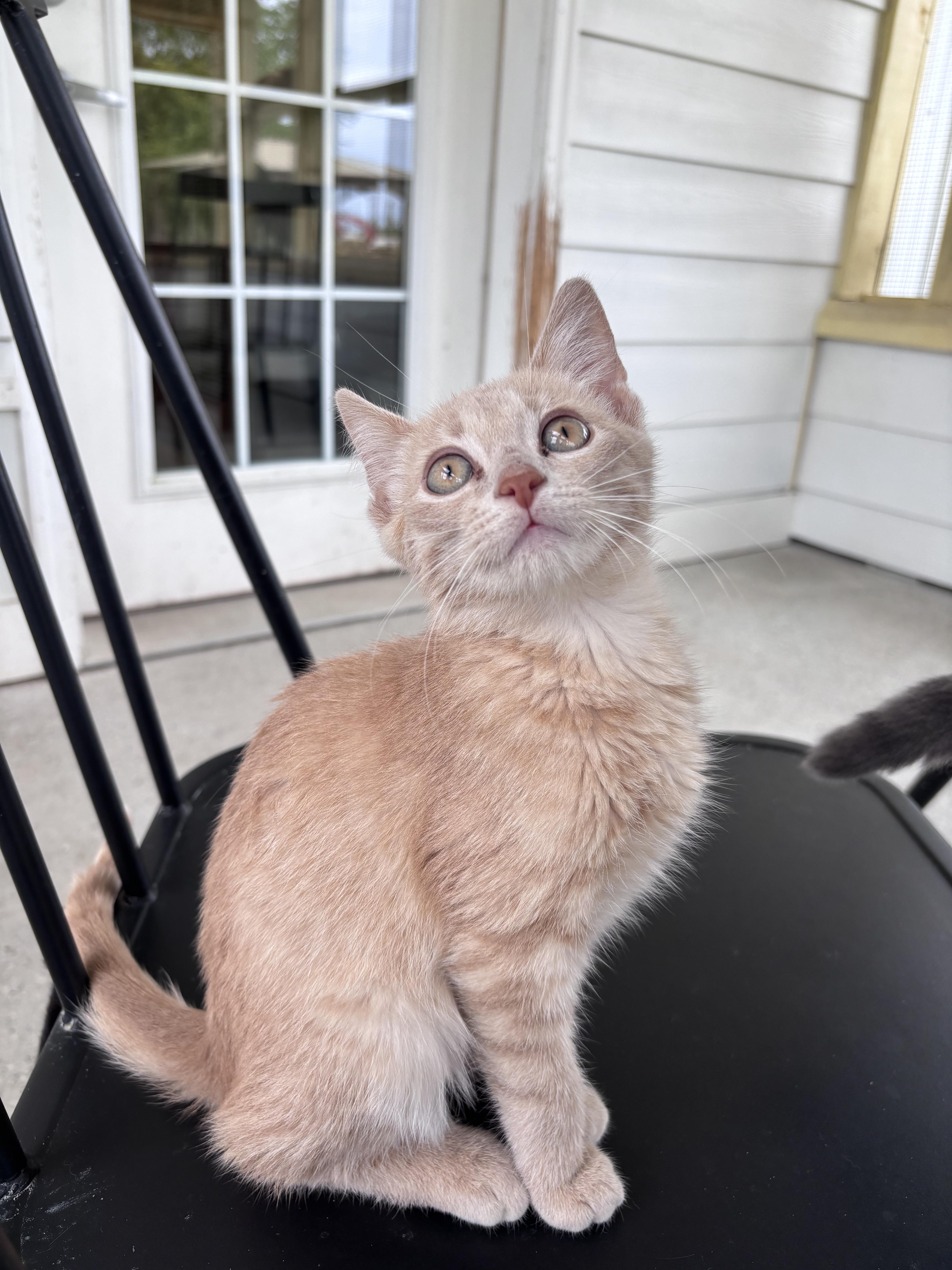 A young small-sized male Domestic Short Hair cat named Austin for adoption in Franklin, IN