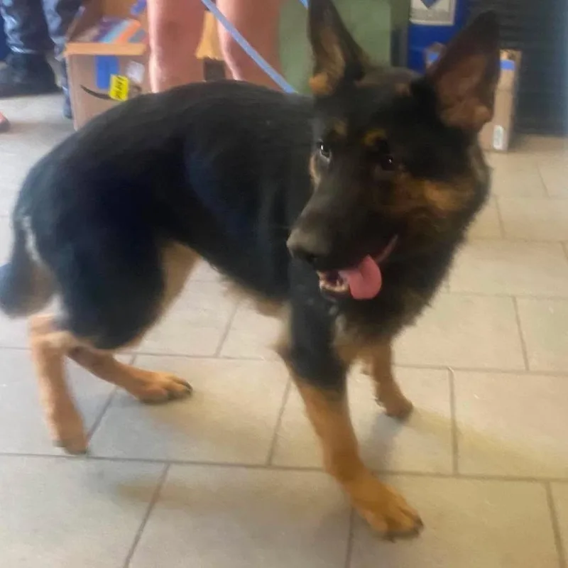 Barbados Stray Hold