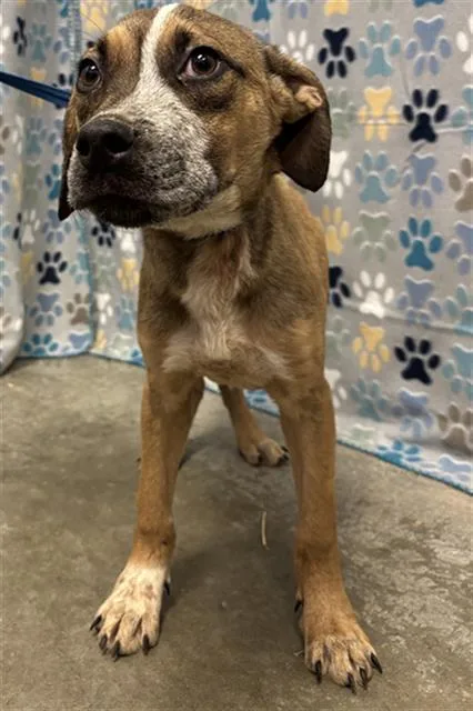 A baby small-sized male Labrador Retriever dog named Chip for adoption in Rosenberg, TX