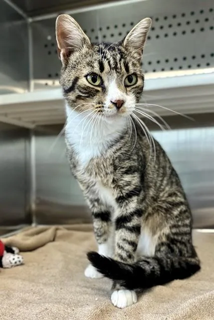 An adult medium-sized male Domestic Short Hair cat named Cookie for adoption in Kalamazoo, MI