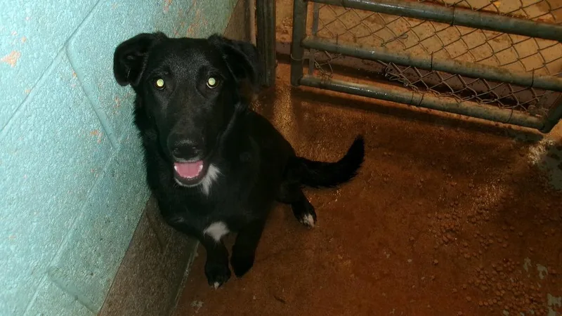 A young medium-sized male Labrador Retriever dog named Sammy for adoption in Winslow, AZ