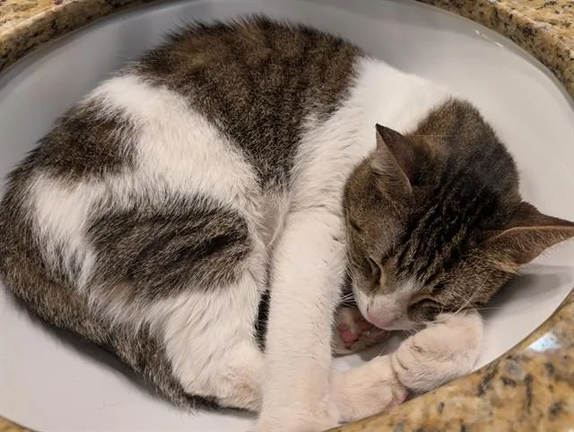 An adult small-sized female Domestic Short Hair cat named Frosty for adoption in Miami, FL