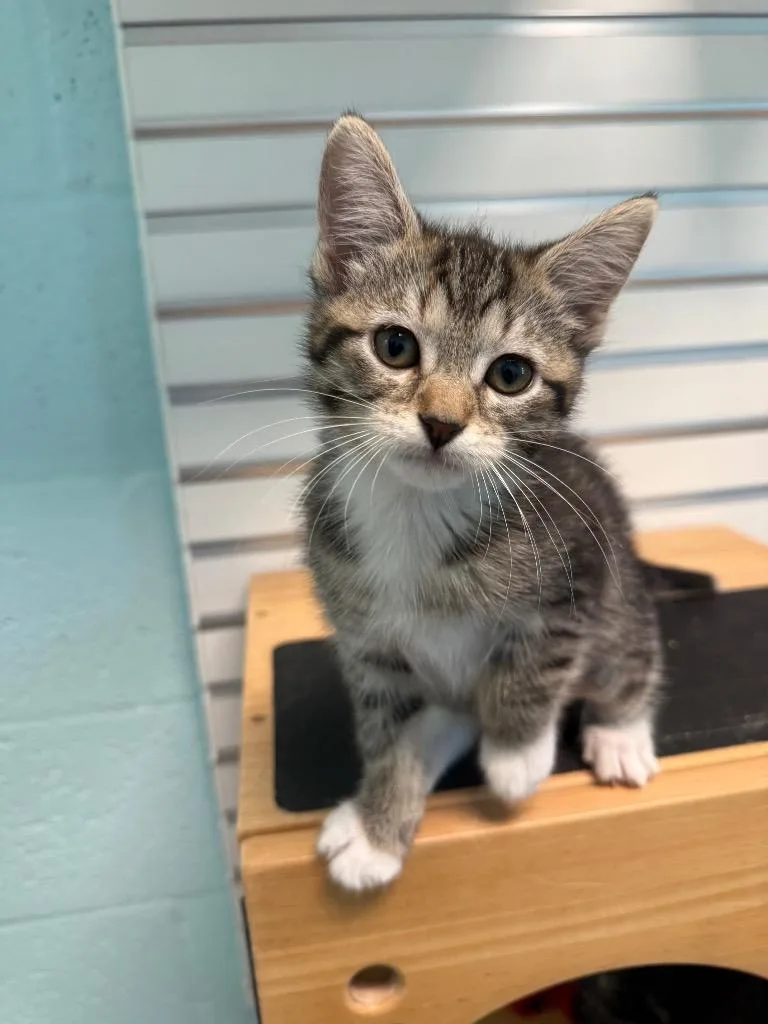 A baby small-sized female Domestic Short Hair cat named Blanked for adoption in Cape Coral, FL