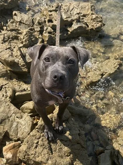 A young medium-sized female Mixed Breed dog named Aurora for adoption in Yellville, AR