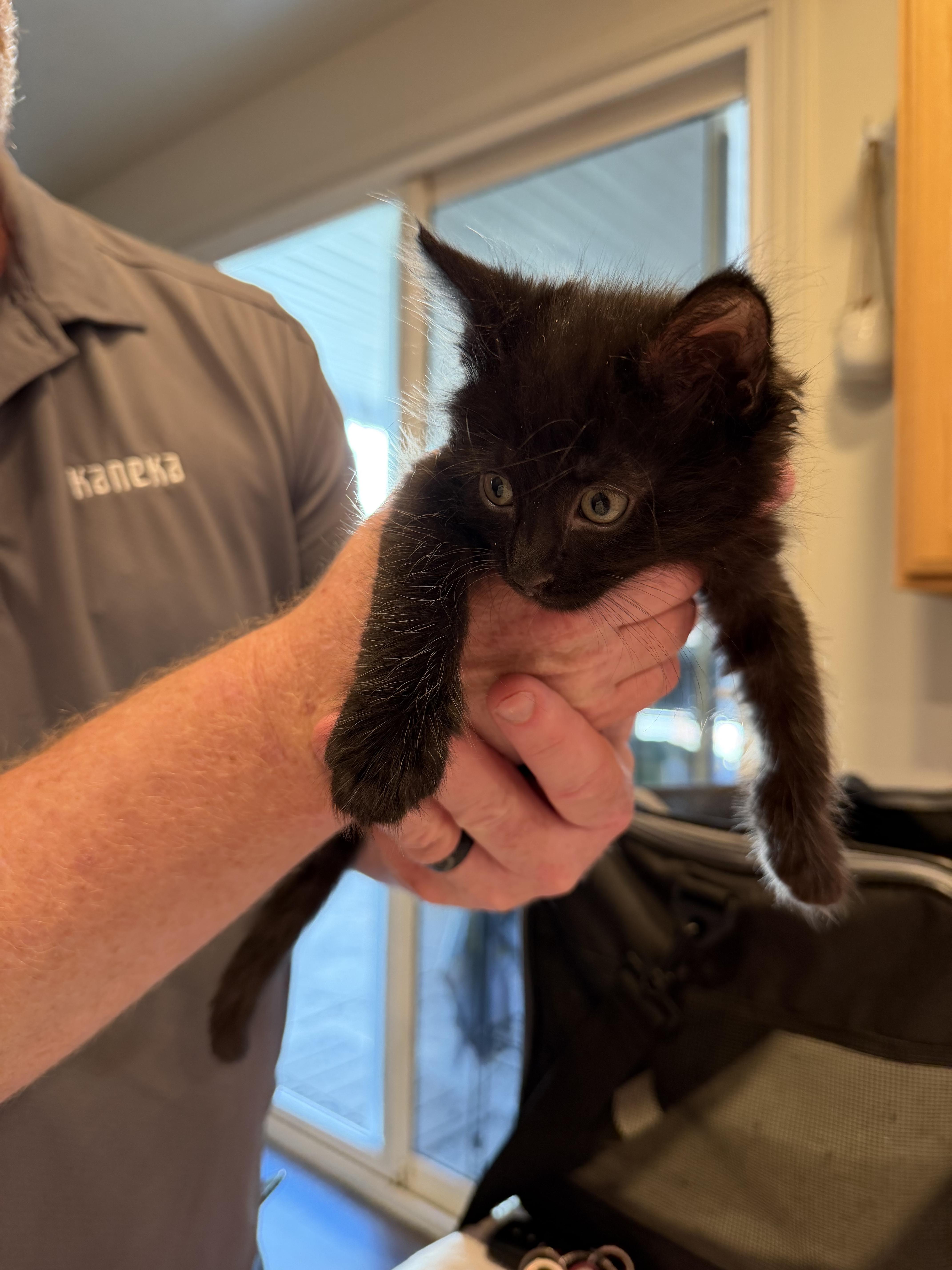 A baby small-sized male Domestic Medium Hair cat named Dante for adoption in Dixon, CA