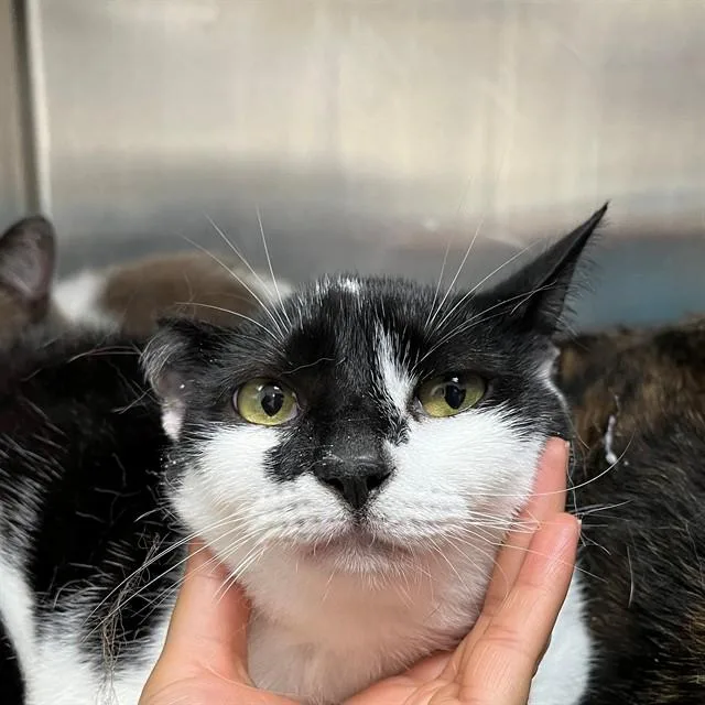 An adult medium-sized female Domestic Short Hair cat named Fillipa for adoption in Naples, FL
