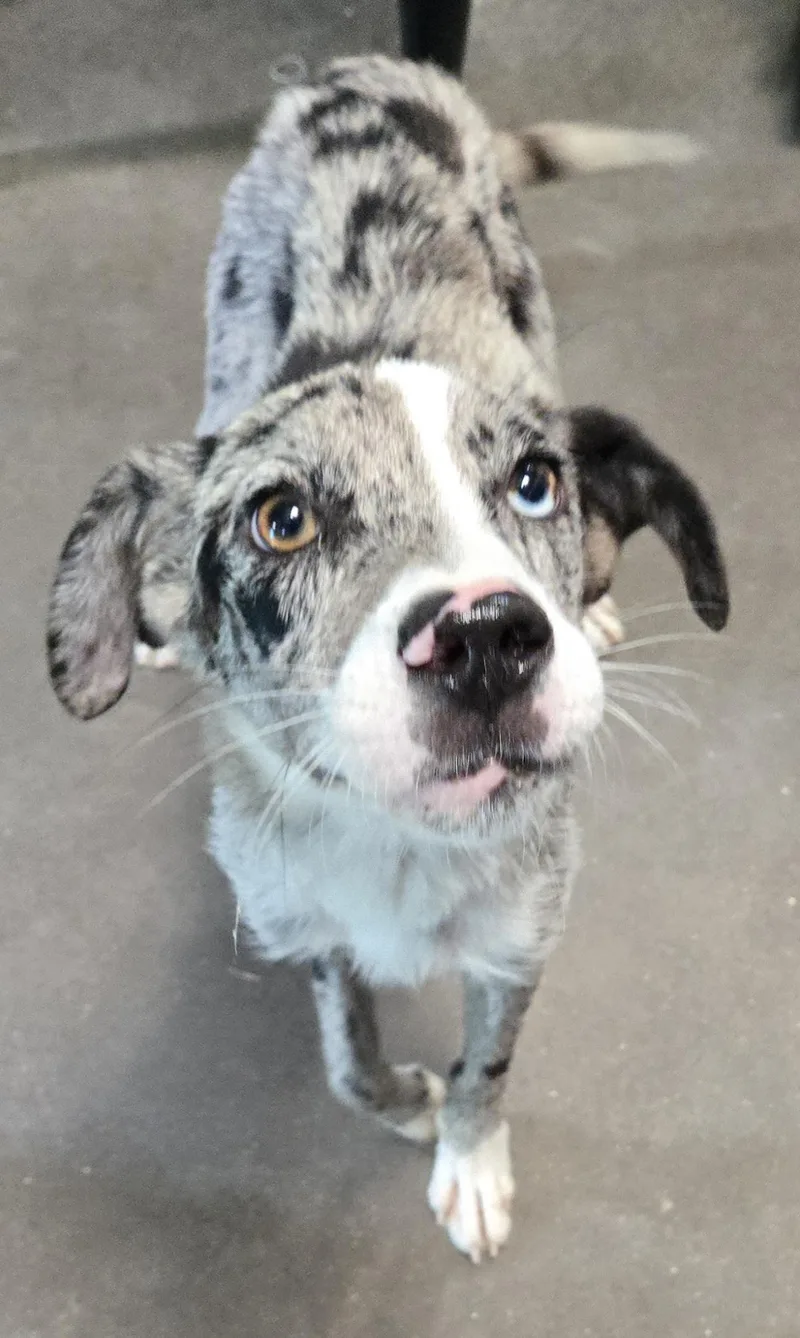 A young medium-sized female Merle (Blue) Mixed Breed dog named Suzanne for adoption in Graham, TX