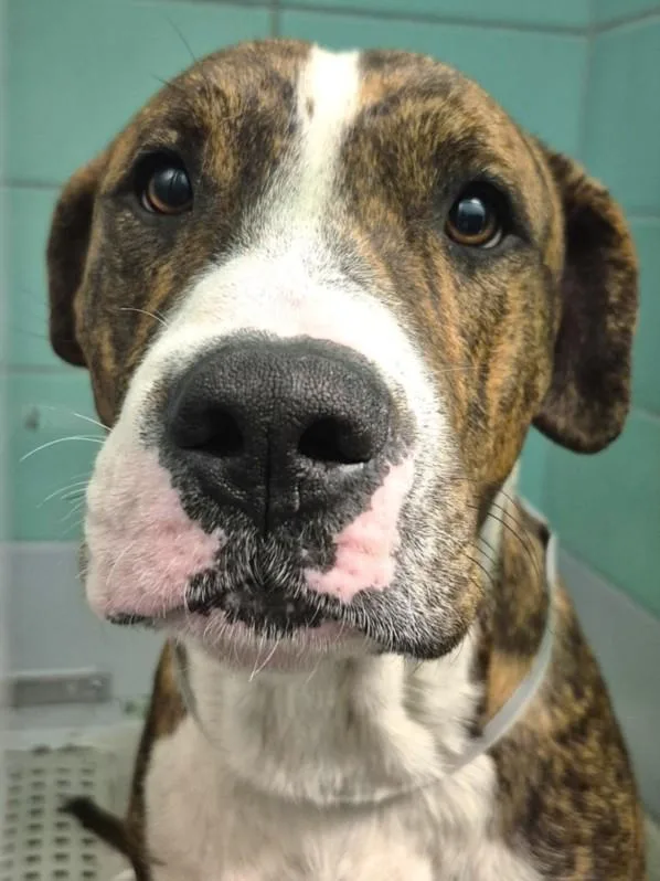 A young large-sized male Staffordshire Bull Terrier dog named Frankie for adoption in Houston, TX