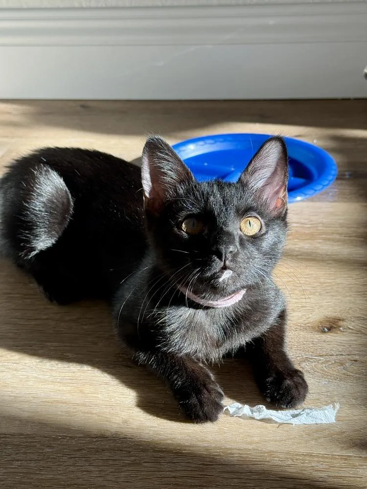 A baby small-sized female Domestic Short Hair cat named Bean Burrito for adoption in Dallas, TX
