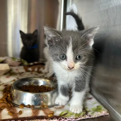 A baby small-sized female White Domestic Short Hair cat named Thumbtack for adoption in Knoxville, TN