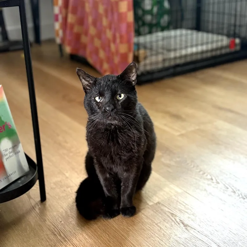 An adult large-sized male Black Domestic Short Hair cat named Riggs for adoption in Los Angeles, CA
