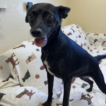 An adult small-sized female Black Chihuahua dog named Callie for adoption in Bridgeport, CA