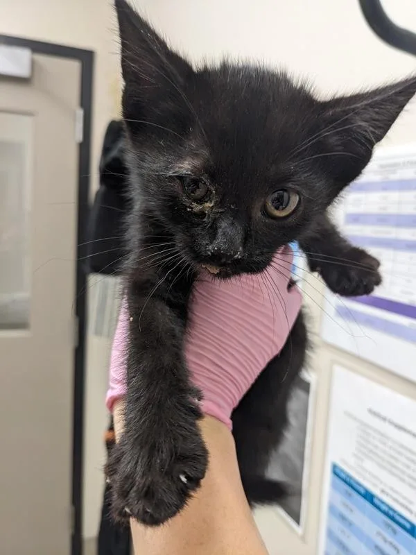 A baby small-sized male Domestic Short Hair cat named Batty Koda for adoption in El Cajon, CA