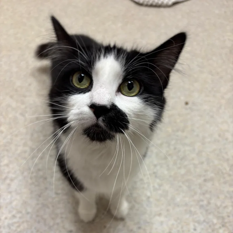 An adult medium-sized female Black Domestic Long Hair cat named Aspen for adoption in Springfield, MA