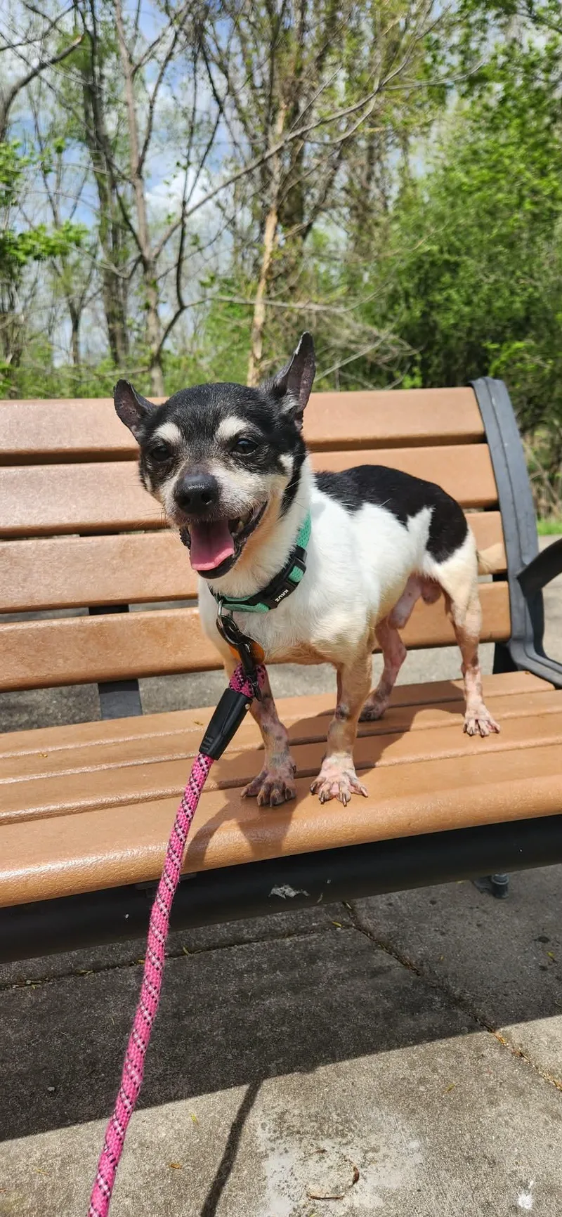 An adult small-sized male Tricolor (Brown, Black, & White) Chihuahua dog named Fuego for adoption in Joliet, IL