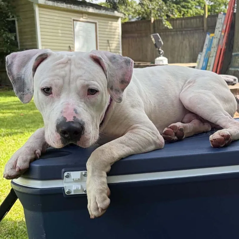 A young large-sized male Pit Bull Terrier dog named Tick for adoption in Levittown, NY