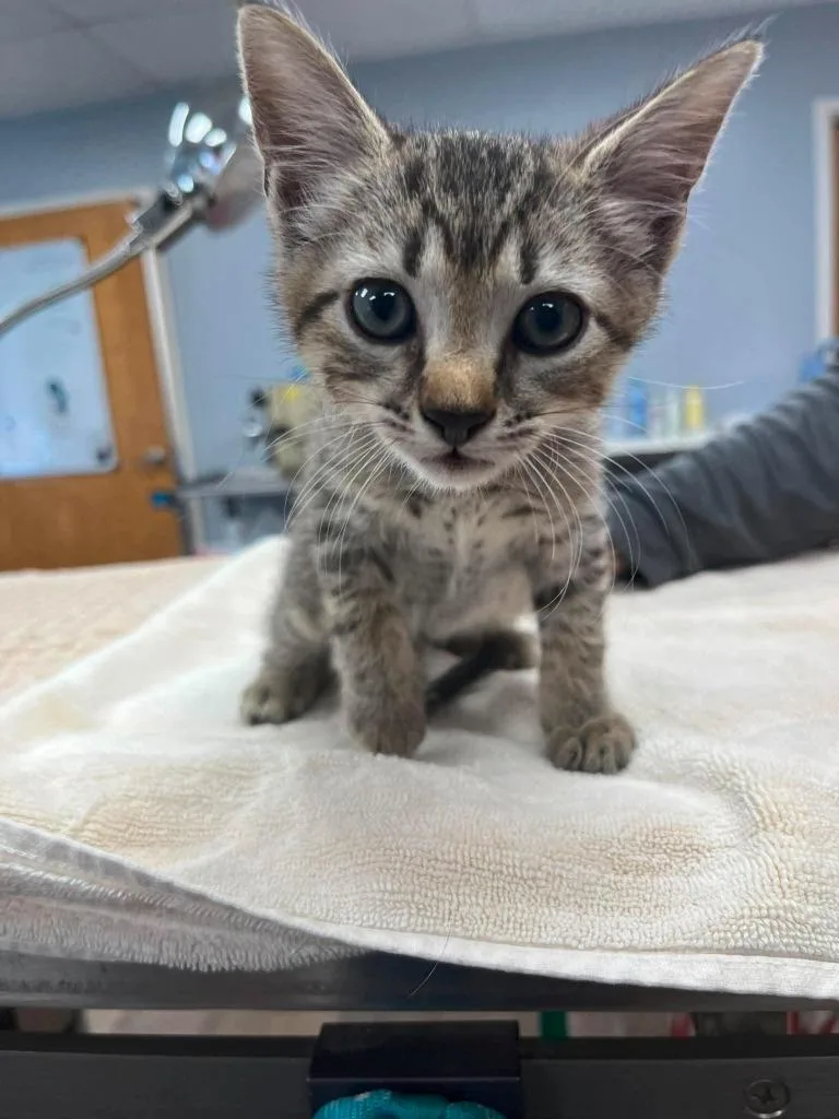 A baby small-sized male Domestic Short Hair cat named Apollo for adoption in Lavonia, GA