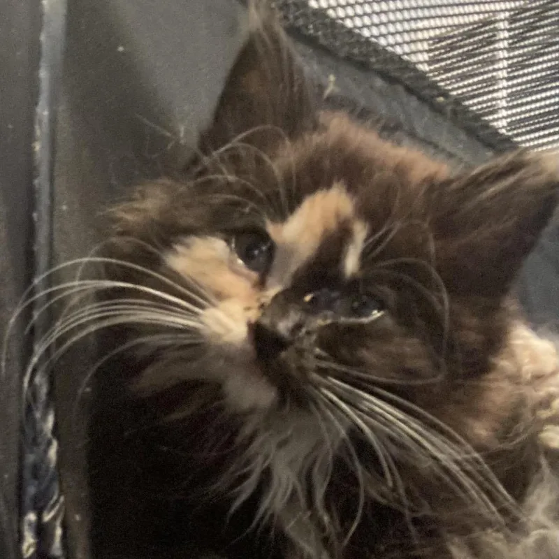 A baby small-sized female Tortoiseshell Domestic Long Hair cat named Wren for adoption in Fairfax Station, VA