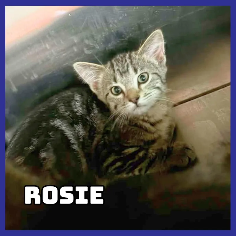 Posie