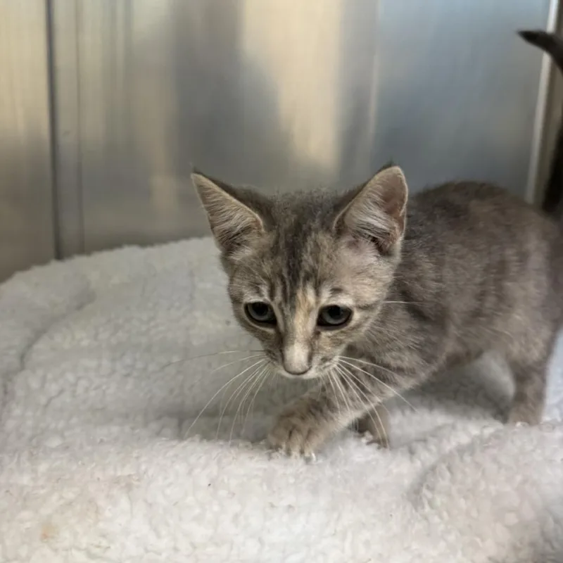 A baby small-sized female Domestic Short Hair cat named Lady for adoption in Mebane, NC