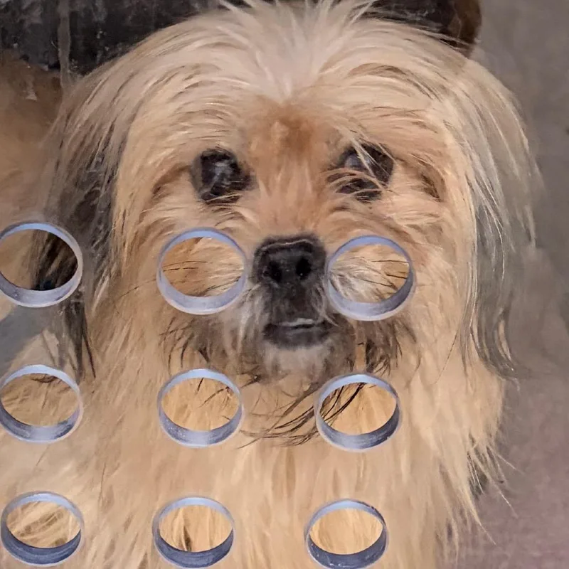 An adult small-sized female Yellow / Tan / Blond / Fawn Mixed Breed dog named Kusama for adoption in Philadelphia, PA
