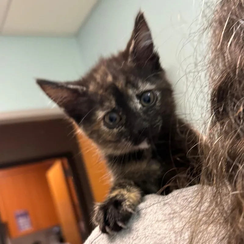 Cactus Blossom thumbnail 2